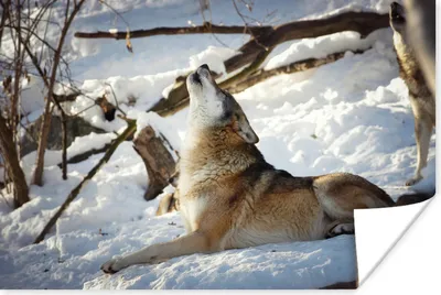 Produktbild von MuchoWow® Poster Wolf - Schnee - Wald 60x40 cm - Schlafzimmerdekoration