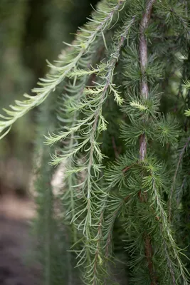Produktbild von Larix kaempferi 'Stiff Weeper', Japanische Lärche, hängend, 100 cm