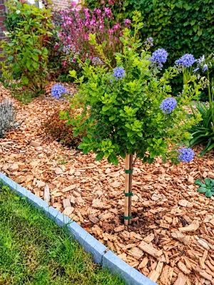 Produktbild von Ceanothus Impressus Säckelblume - Victoria - Hochstamm 125 - 150 cm hoch