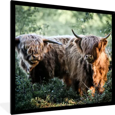 Produktbild von MuchoWow® Gerahmtes Poster Schottische Highlander - Wald - Tiere 40x40 cm - Poster mit Schwarzem Bilderrahmen Wandposter Rahmen Foto Bilder - Mit Rahmen - Wanddekoration Schlafzimmer