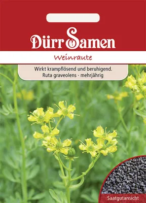 Produktbild von Dürr-Samen - Weinraute - Saatgut - 0191