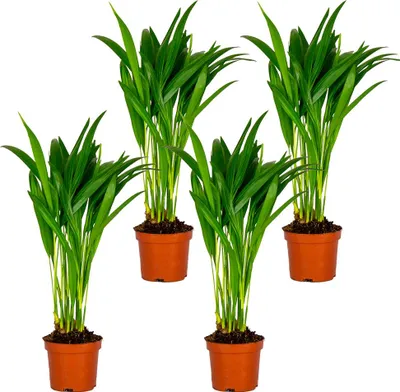 Produktbild von 4er Set - Dypsis Lutescens - Goldfruchtpalme - Areca Palme - Zimmerpflanzen - Pflegeleicht - Haustierfreundlich - Höhe 25-30 cm - Topf 10,5 cm