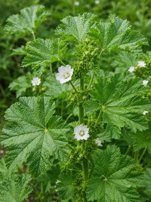 Produktbild von SaatPilot Malva verticillata 500 Samen Gemüsemalve