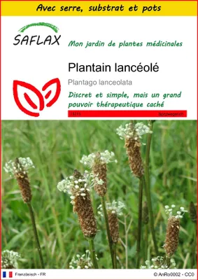 Image de SAFLAX Ensemble de culture - Plantain lancéolé - 100 graines - Plantago