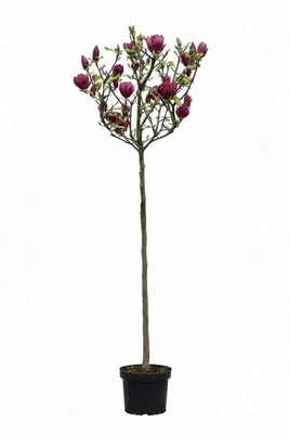 Produktbild von Rote Tulpen-Magnolie 170–180 cm, Magnolia soulangiana "Genie" Hochstamm, 125 cm Stammhöhe