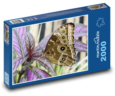 Obrázok produktu pre Puzzle 2000 Motýľ na farebných listoch - martinpuzzle