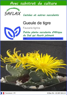 Image de SAFLAX  - Gueule de tigre - 40 graines - Avec substrat - Faucaria