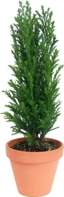 Obrázek produktu pro Gardners Chamaecyparis lawsoniana ellwoodii, průměr 9 cm