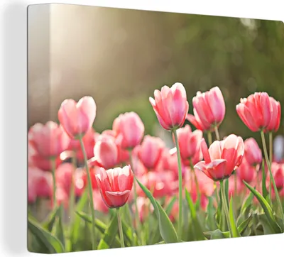 Produktbild von MuchoWow® - Leinwandbilder - Tulpen - Sonne - Frühling, Wandbild, Wanddeko Bilder Wohnzimmer, 120x90cm