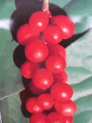 Produktbild von Kletterpflanze - Kadsura japonica - Sternanisgewächs 30-40 cm