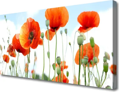 Produktbild von Tulup Leinwand-Bilder 100x50 Wandbild Canvas Kunstdruck Mohnblumen Pflanzen