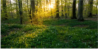 Produktbild von MuchoWow® Poster Wald - Blumen - Weiß 40x20 cm - Poster für die Wand - Poster Schlafzimmer