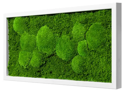 Produktbild von Moosbild Fifty Fifty Design (60x30, weiß)