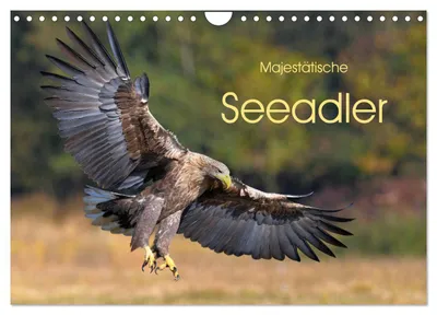 Produktbild von Majestätische Seeadler (Wandkalender 2027 DIN A4 quer), CALVENDO Monatskalender