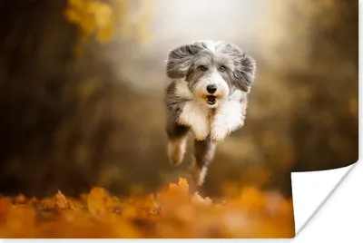 Produktbild von MuchoWow® Poster Hund - Laub - Herbst 90x60 cm - Schlafzimmer