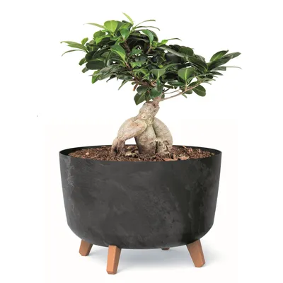 Obrázek produktu pro Květináč s nožičkami D 39 cm Antracit Plastové květináče s vložkou Betonová optika Květináče Money Tree Kaktusy Gumovník