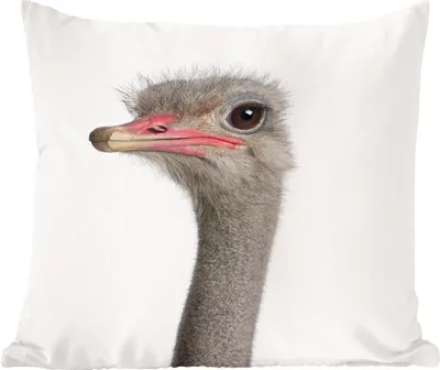 Produktbild von MuchoWow® Zierkissen Sofakissen Wohnzimmer Dekokissen 50x50 cm Strauß - Tiere - Kinder - Jungen - Mädchen - Vogel - Komfort - Sofakissen