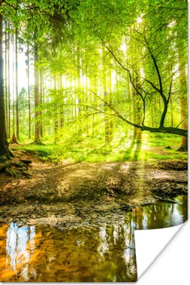 Produktbild von MuchoWow® Poster Wald - Landschaft - Wasser - Bäume - Sonne - Grün - Natur 20x30 cm - Papierdruck