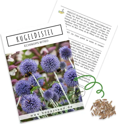 Produktbild von Kugeldistel Samen (Echinops ritro) - Bienenfreundliche Blumen mit blauen Blütenköpfen für eine bunte Blumenwiese, das Beet, den Balkon und die Terrasse