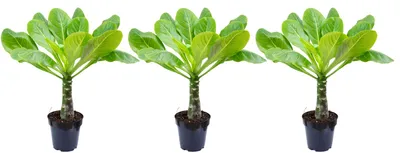 Produktbild von 3er-Set Hawaiipalme - Brighamia - Höhe ca. 40 cm, Topf-Ø 12 cm