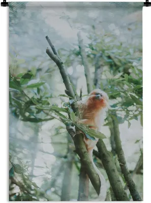 Produktbild von MuchoWow® Wandteppich Wandbehang Zwergseidenäffchen im Baum 60x90 cm Tapisserie Dekoration Wandtuch - Foto-Teppich - Abwaschbar
