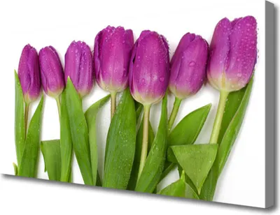 Produktbild von Tulup Leinwand-Bilder 100x50 Wandbild Canvas Kunstdruck Tulpen Pflanzen