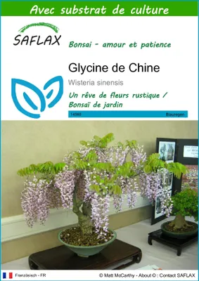 Image de SAFLAX  - Glycine de Chine - 4 graines - Avec substrat - Wisteria