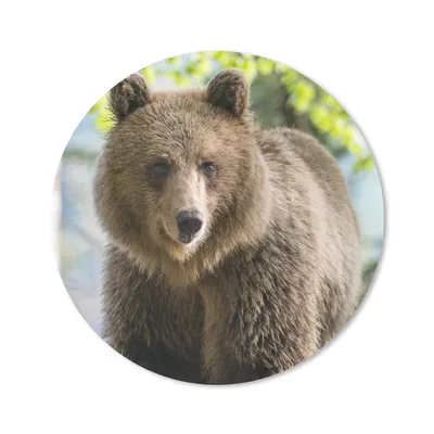 Produktbild von MuchoWow® Mauspad Mousepad Bär - Braun - Wald 30x30 cm - Mousepads - Maus Mat - Pad - Mausunterlage - Tischunterlage - Schreibtischmatten