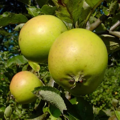 Produktbild von Apfelbaum Ananasrenette Herbstapfel  Spindel 7,5 Liter 80-120 cm M9
