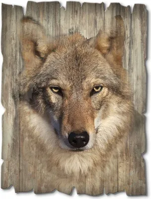 Produktbild von ARTland Holzbild Vintage Wolf Größe: 30x40 cm