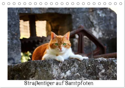 Produktbild von Straßentiger auf Samtpfoten (Tischkalender 2027 DIN A5 quer), CALVENDO Monatskalender