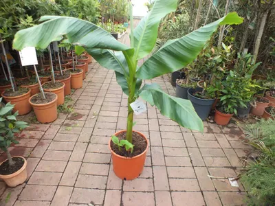 A potted banana plant is displayed on a paved walkway in a nursery or garden center.