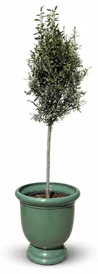 Obrázek produktu pro Olivovník v keramickém květináči Provencelia TITAN, Nefrit, květináč Ø53 x V55 cm