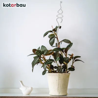 Immagine prodotto di KOTARBAU® Set di 4 supporti per piante in PVC trasparente da 55 cm supporto per abete supporto per piante da arrampicata supporto per piante da interno supporto per orchidee supporto per piante da giardino supporto per piante decorative supporto per piante da interno Ra