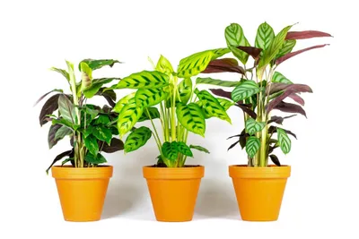 Obrázok produktu pre Gardners Calathea Mix, priemer 12 cm