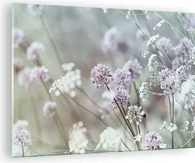Produktbild von Bilder auf glas - Einteilig - Wiese Knoblauch Blume - 70x50cm - Glasbilder - Wandbilder - Bilder - zum Aufhängen bereit - Wanddekoration aus Glas - Glas Bilder - Wandbild auf Glas - GAA70x50-4177
