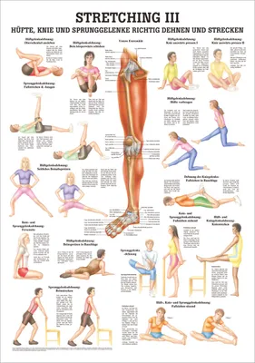 Produktbild von Stretching III Mini-Poster Anatomie 34x24 cm medizinische Lehrmittel