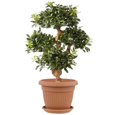 A potted plant in a terracotta pot against a white background.