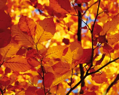 Produktbild von Bäume Kunstdruck Bild - Goldenes Herbstlaub (40 x 50 cm)