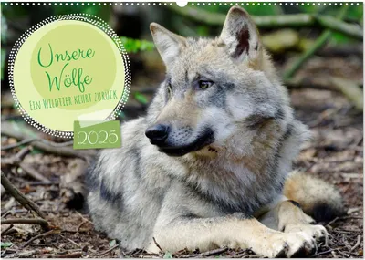 Produktbild von Unsere Wölfe - Ein Wildtier kehrt zurück (Wandkalender 2025 DIN A2 quer), CALVENDO Monatskalender