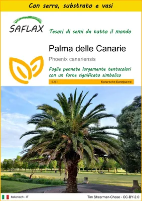 Immagine prodotto di SAFLAX Insieme di coltivazione - Palma delle Canarie - 10 semi - Phoenix