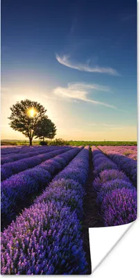 Produktbild von MuchoWow® Poster Lavendel - Sonne - Baum - Blumen - Lila 60x120 cm - Wandschmuck