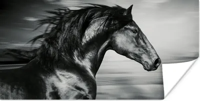 Produktbild von MuchoWow® Poster Pferd - Tiere - Schwarz - Weiß 160x80 cm - Foto Poster