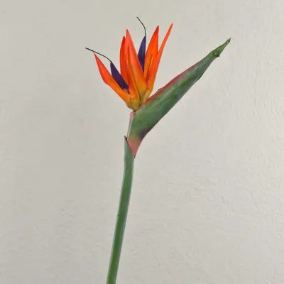 Produktbild von artplants.de Künstliche Strelitzie MELIORN, orange-violett, 85cm - Kunst Strelitzie