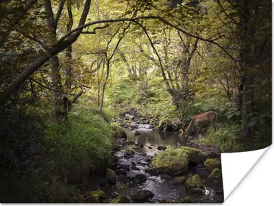 Produktbild von MuchoWow® Poster Hirsch - Baum - Wald 160x120 cm - Foto Plakat