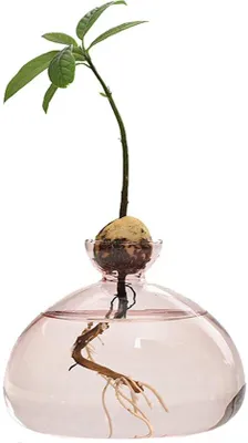 Image de Vases hydroponiques en verre pour la décoration florale, vases en verre pour le salon, composition florale pour une table de mariage, vases hydroponiques en verre rose