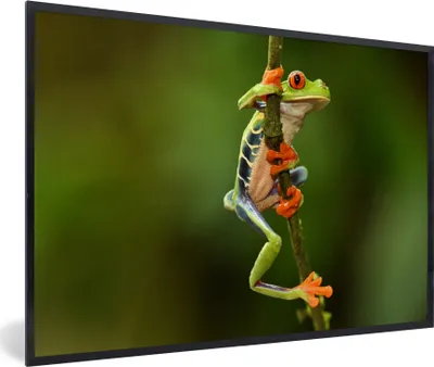 Produktbild von MuchoWow® MuchoWow® Gerahmtes Poster Frosch - Regenwald - Zweig 90x60 cm - Poster mit zchwarzem Bilderrahmen - Fotorahmen - Foto-Plakat