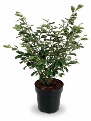 Produktbild von Zaubernuss Arnold Promise 60-80 cm, im Topf - Hamamelis intermedia