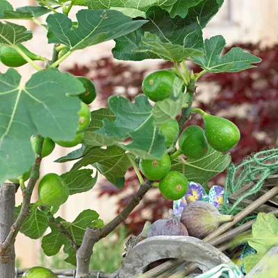 Produktbild von Bakker.com - Feigenbaum Ficus carica 'Perretta' - grün-braun -- Winterhart, Der topf / Ø 13cm / Lieferhöhe 20-30cm, verkauft im 2er-Pac