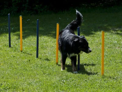 Produktbild von Hundetrainings-Set, Agility, Slalom, Hürde, Starter-Set